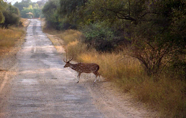 Sariska Tiger Reserve, Alwar: A Wildlife Paradise 3 Sariska Tiger Reserve