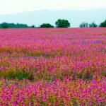 1D Pune To Kaas Pathar Tour Package by Private Cab 14 Kaas Pathar