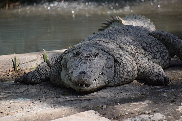 640px-Mugger_Crocodile_at_Indore_Zoo
