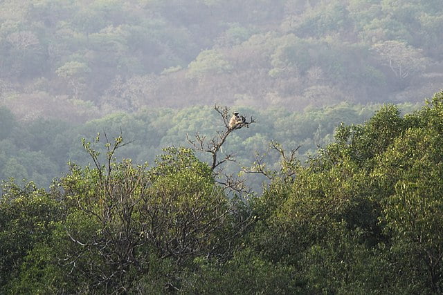 Bhimashankar Wildlife