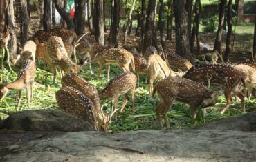 Significance of Malsi Deer Park