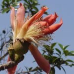 Significance of Phansad Bird Sanctuary