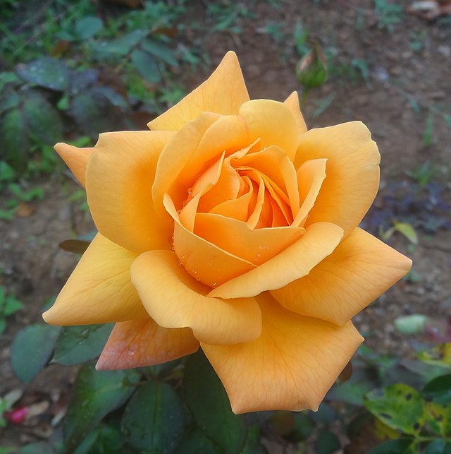 Significance of Rose Garden Saputara