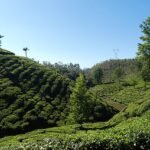 Munnar 1 Day Munnar Tour Package