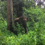 1 Day Mysore To Wayanad Tour Package