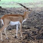 1 Day Bhopal Sightseeing Trip - Visit Famous Places 13 Van Vihar 1 day Bhopal sightseeing trip