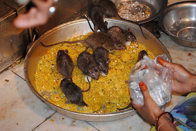 Karni Mata Temple