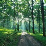 Parambikulam Wildlife Sanctuary https://eindiatourism.in/arulmigu-masani-amman-temple-pollachi/