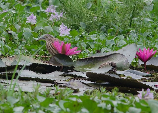 Kumarakom Bird Sanctuary