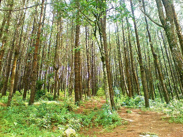 Vagamon Pine Forest