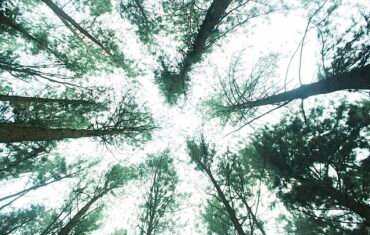 Vagamon Pine Forest