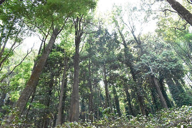Ananthagiri Hills
