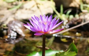 Botanical Garden Pondicherry