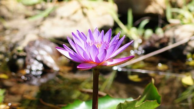 Botanical Garden Pondicherry