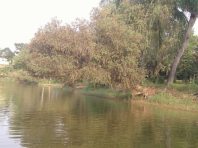 Digha_Amravati_Park_Plants_5