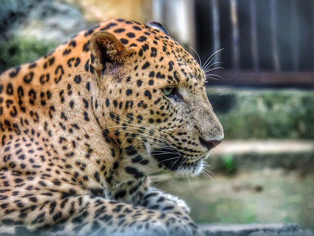 Nandankanan Zoological Park: Famous Wildlife Haven in the Heart of Odisha 2 Nandankanan Zoological Park