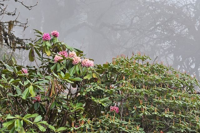 Kanchanjunga National Park