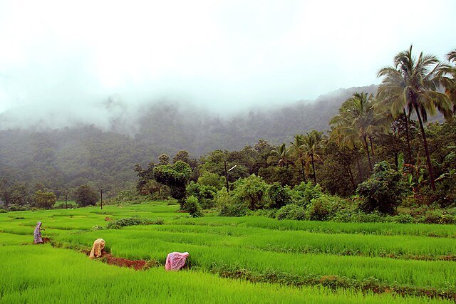 Things to Do in Goa in Monsoon – Hidden Waterfalls, Forest Treks & More 1 Netravali